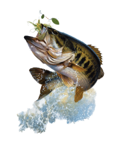 bass fishing charter