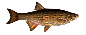 Okeechobee Bass Fishing Charter